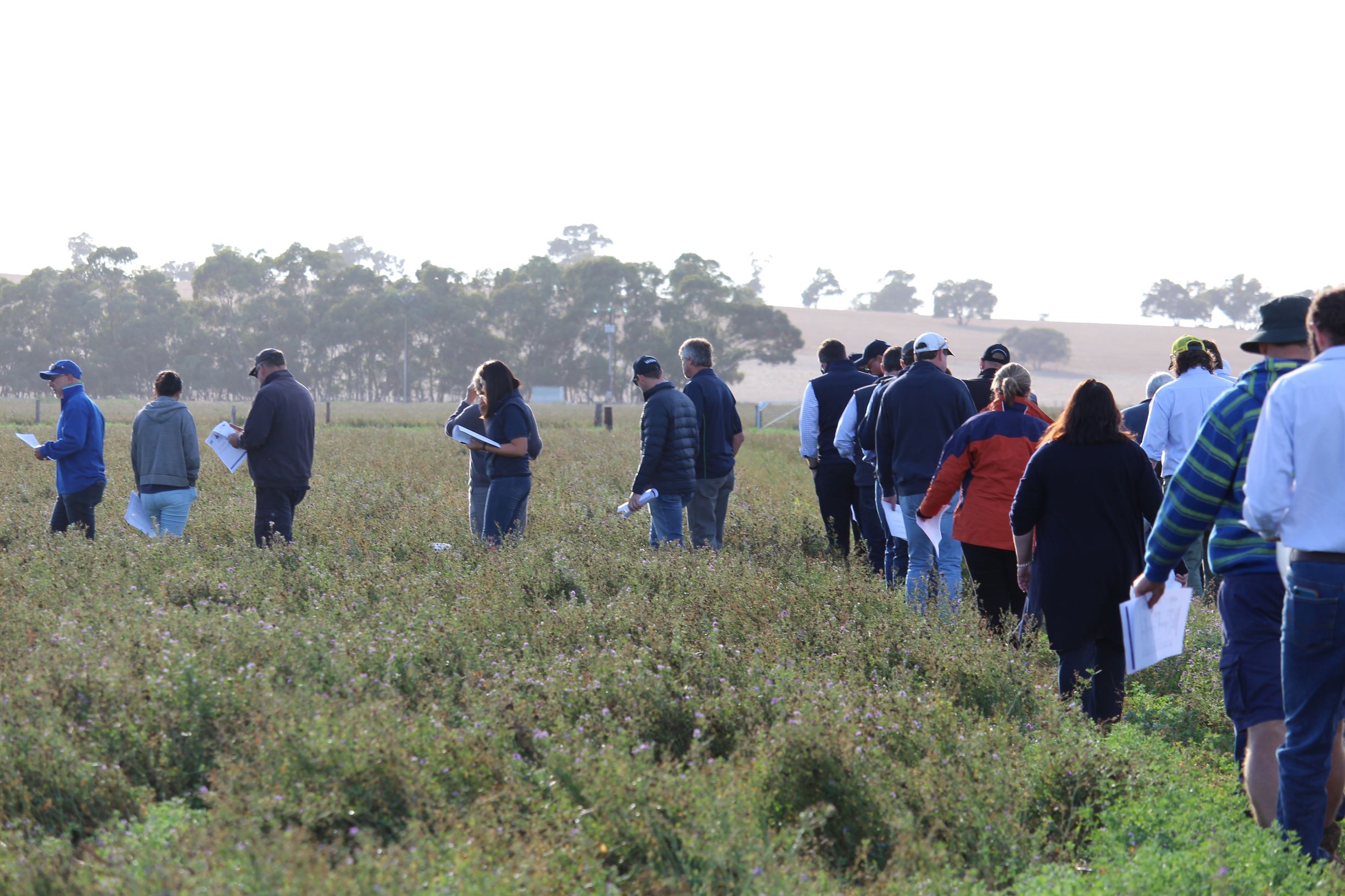 Variety Trial Update – Annual Field Day – March 2020