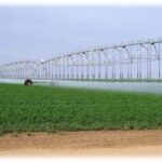 Lucerne under pivot irrigation in Saudi