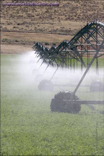 Centre Pivot Irrigation on Lucerne