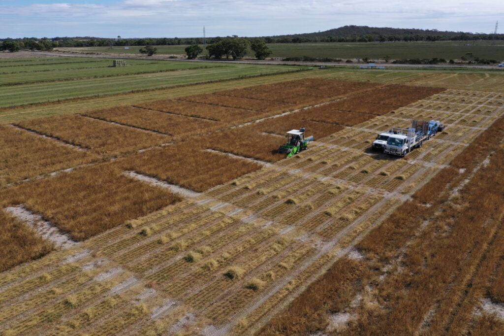 Variety Trial Update - Year 2 Seed Harvest 17th March 2020