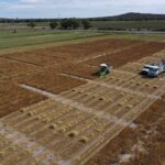 Variety Trial Update - Year 2 Seed Harvest 17th March 2020