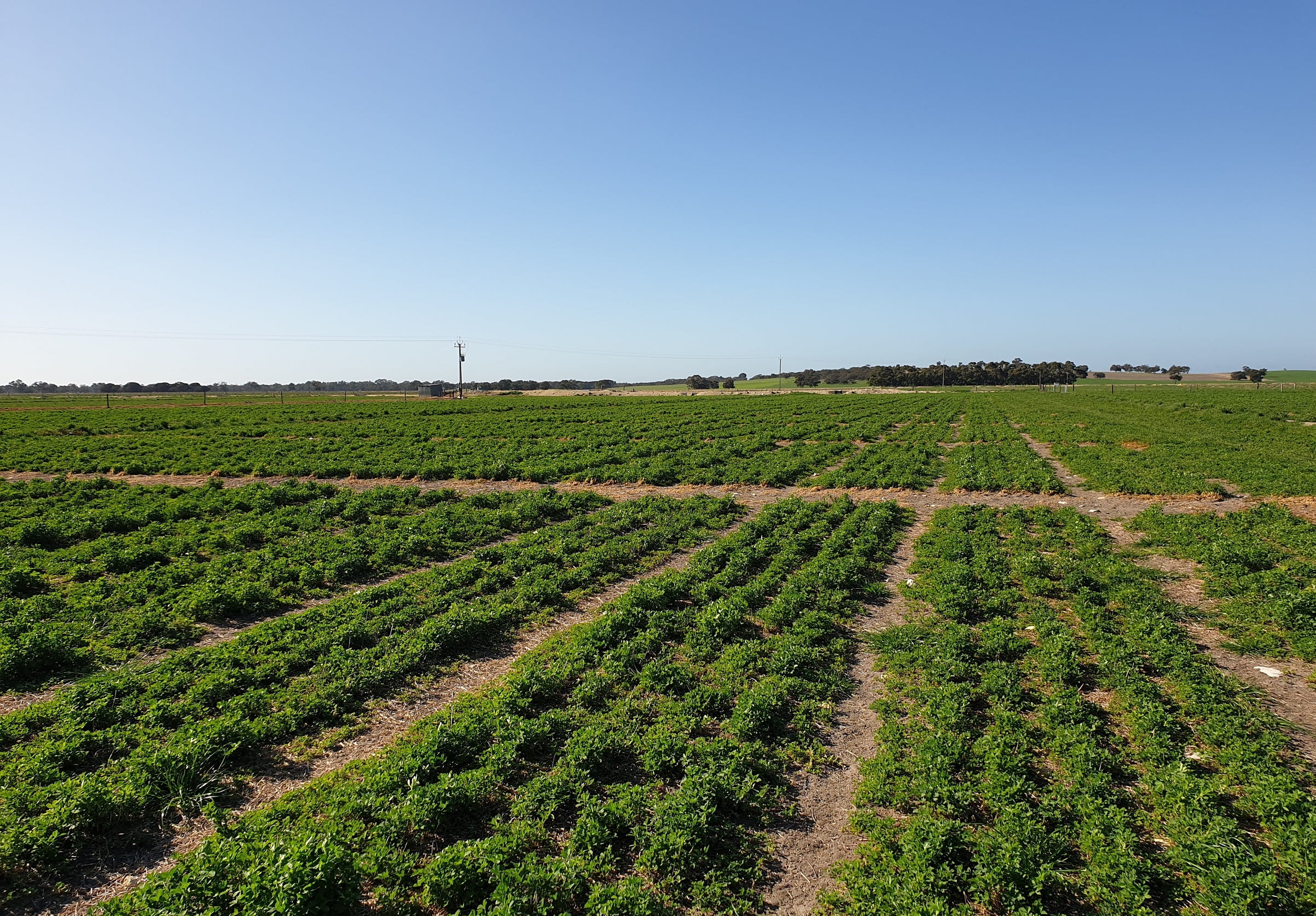 LA Variety Trial 29th July 2020 following winter cleaning in June. Herbage cuts will start again in full swing in August.