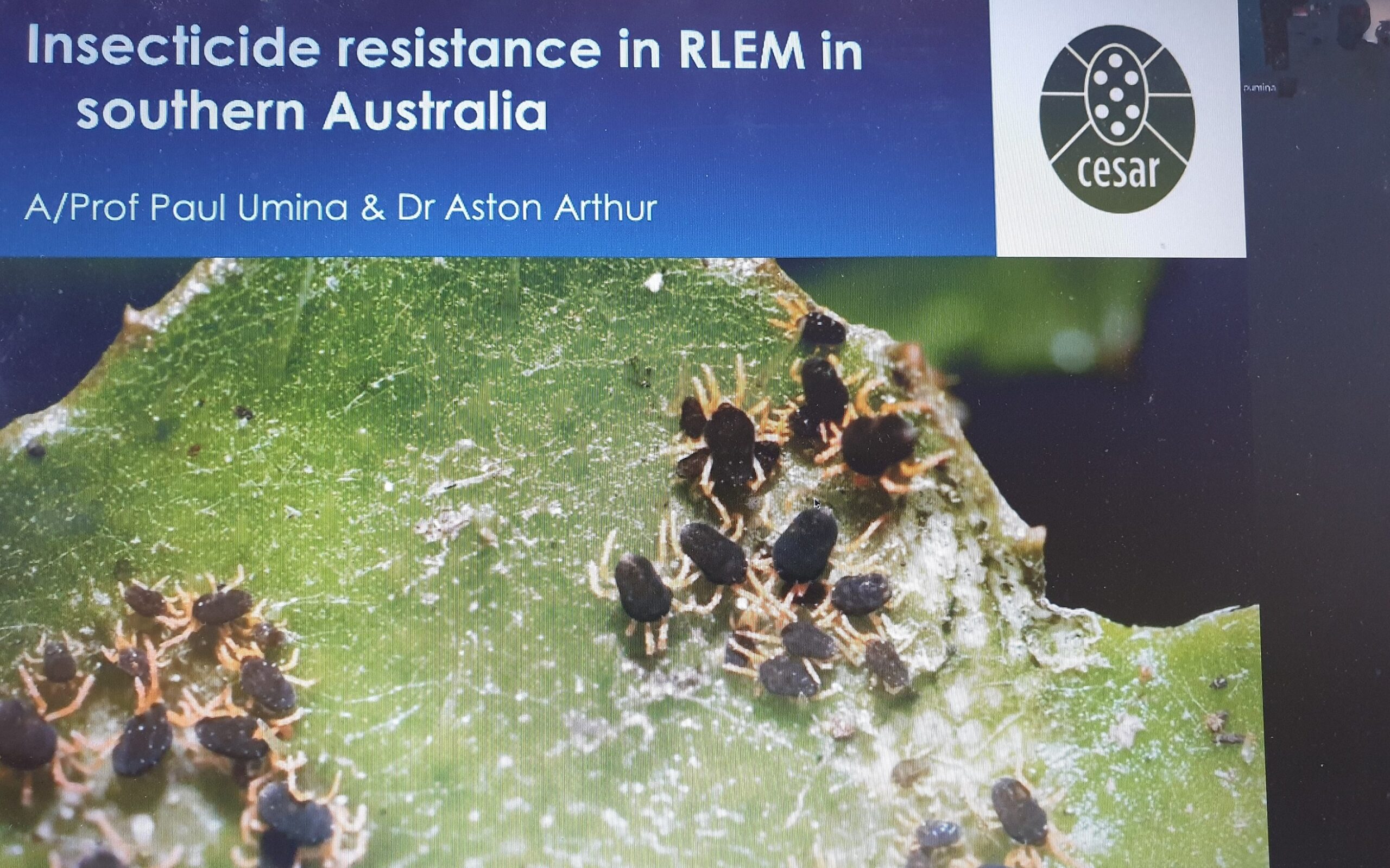 Insecticide resistance in RLEM in southern Australia