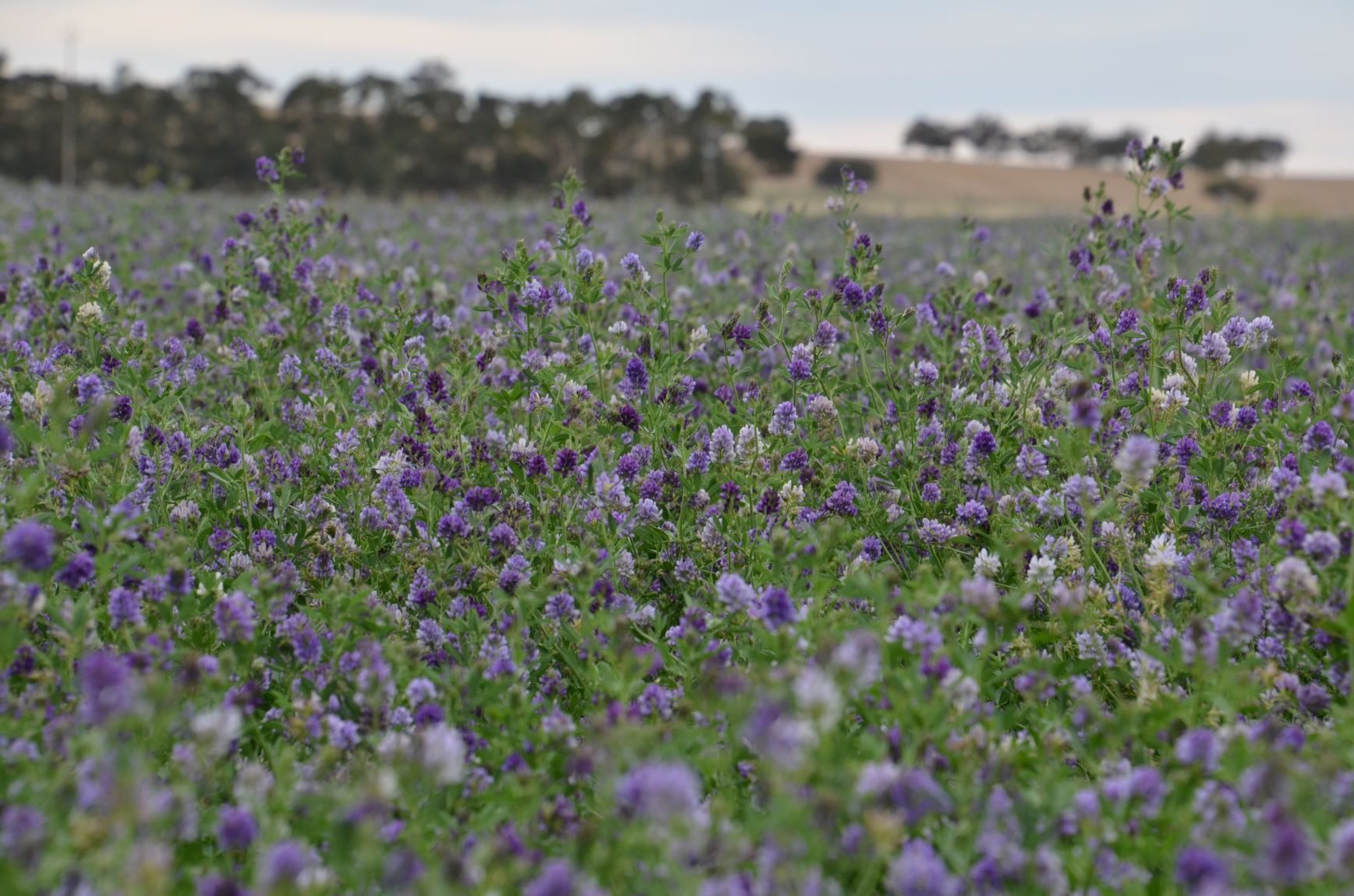 Variety Trial Update - February 2019