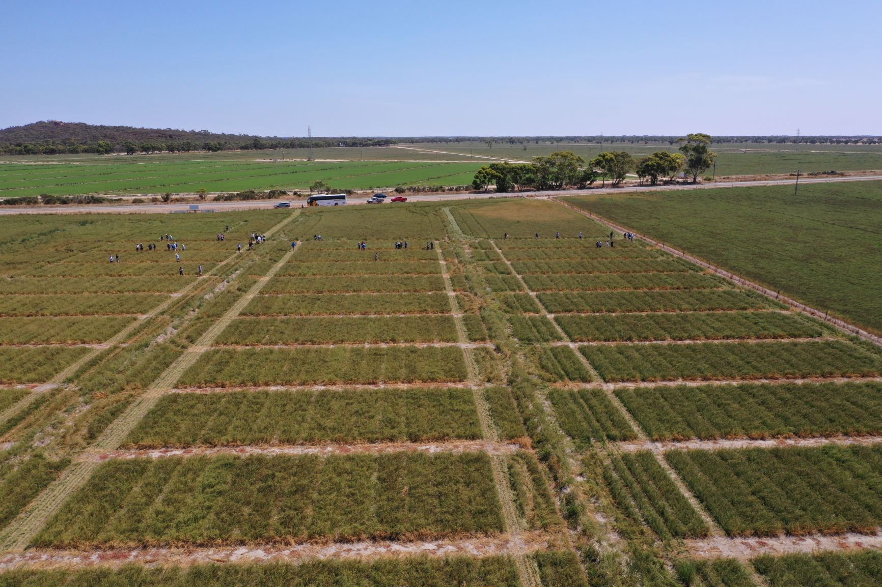 Variety Trial Update - February 2019