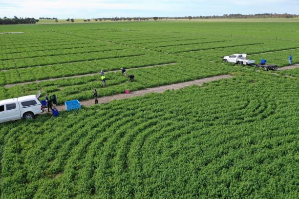 First Herbage cut on the seed plots carried out September 26th