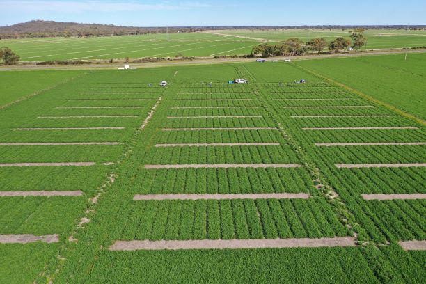 First Herbage cut on the seed plots carried out September 26th