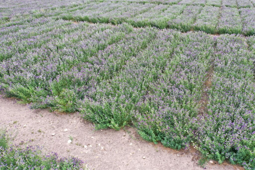 The trial site is now in full flower, with the watering stress management being applied to the 3 bays.