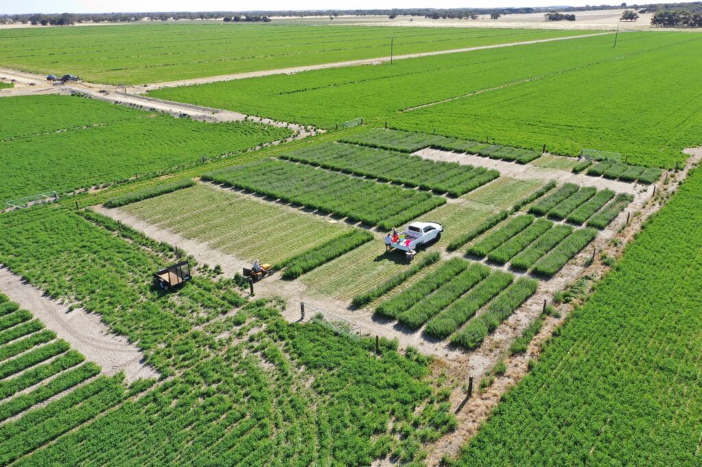 The team from Kalyx out early to beat the heat for another herabge plot cut - they report that it's the best cut yet with some plots getting to 10Kg.