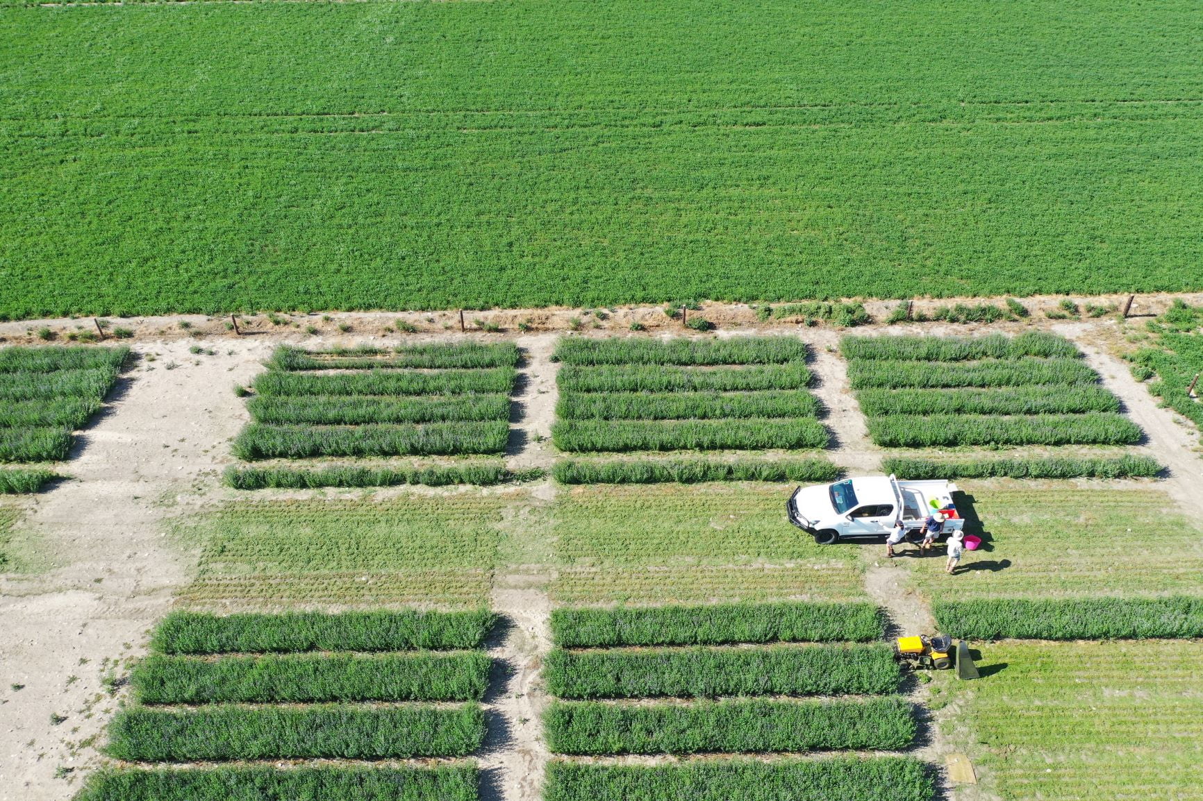 The team from Kalyx out early to beat the heat for another herabge plot cut - they report that it's the best cut yet with some plots getting to 10Kg.