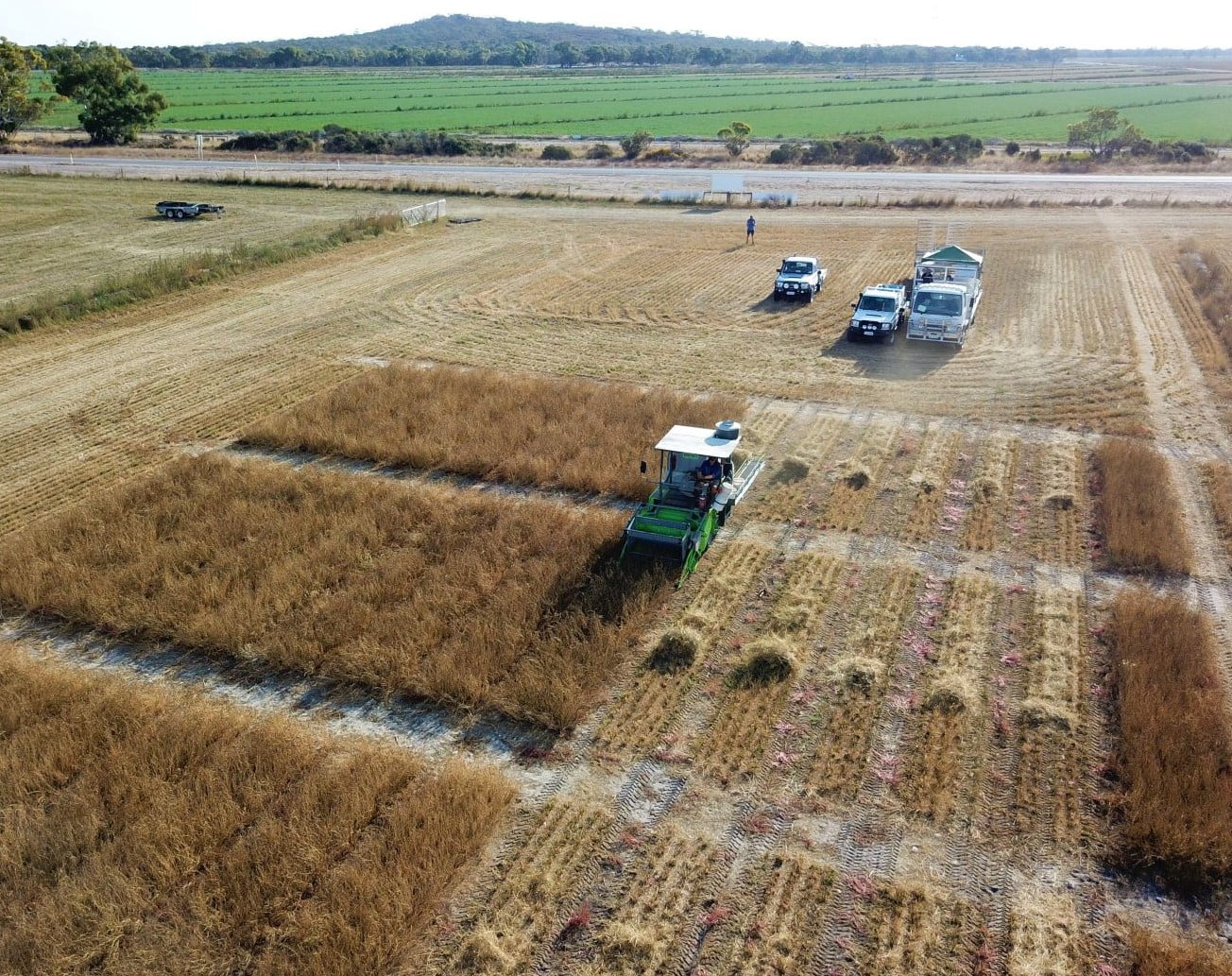 Lucerne Trial Harvest