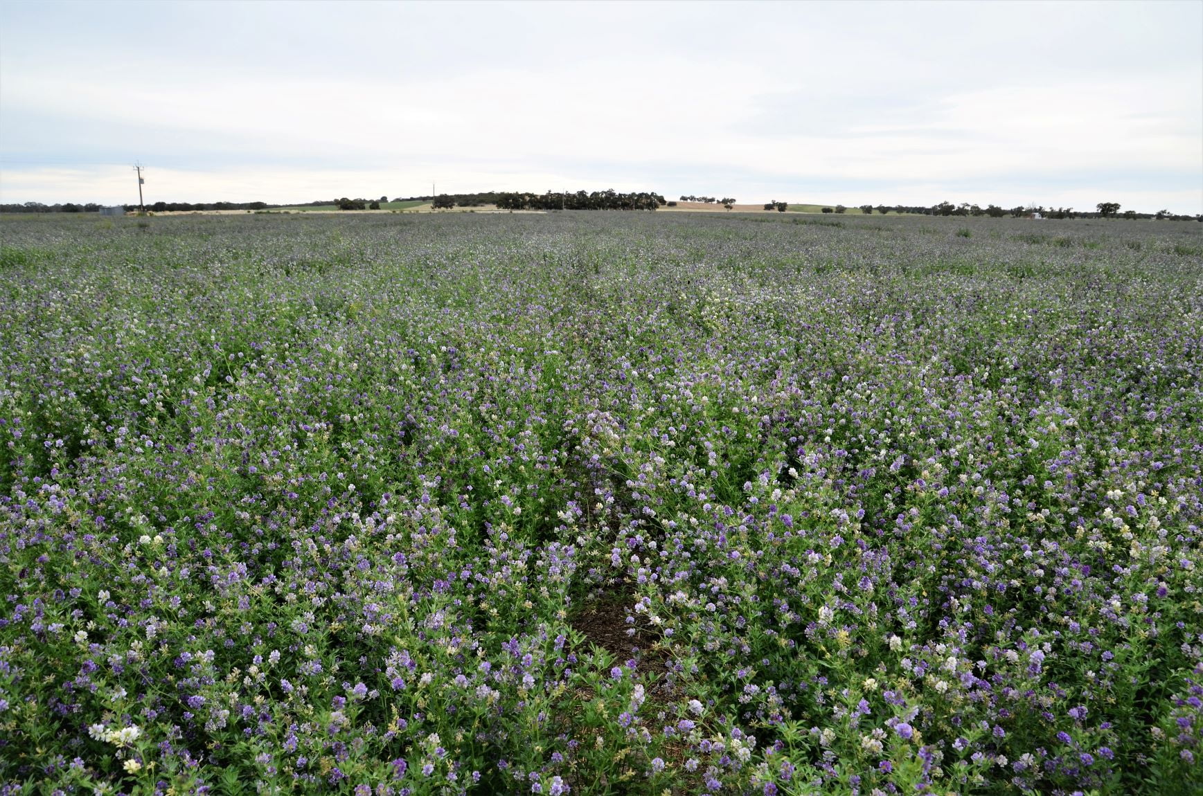 Trial in Flower