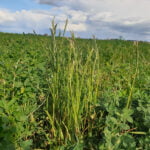 Future-proofing Australia’s lucerne seed industry: new herbicide resistance project to inform integrated weed management