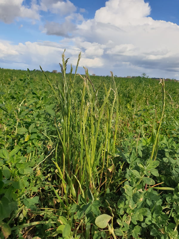 Future-proofing Australia’s lucerne seed industry: new herbicide resistance project to inform integrated weed management