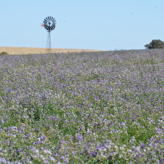 Dryland-Lucerne-Paddock Ryegrass testing from 2022 weed survey.