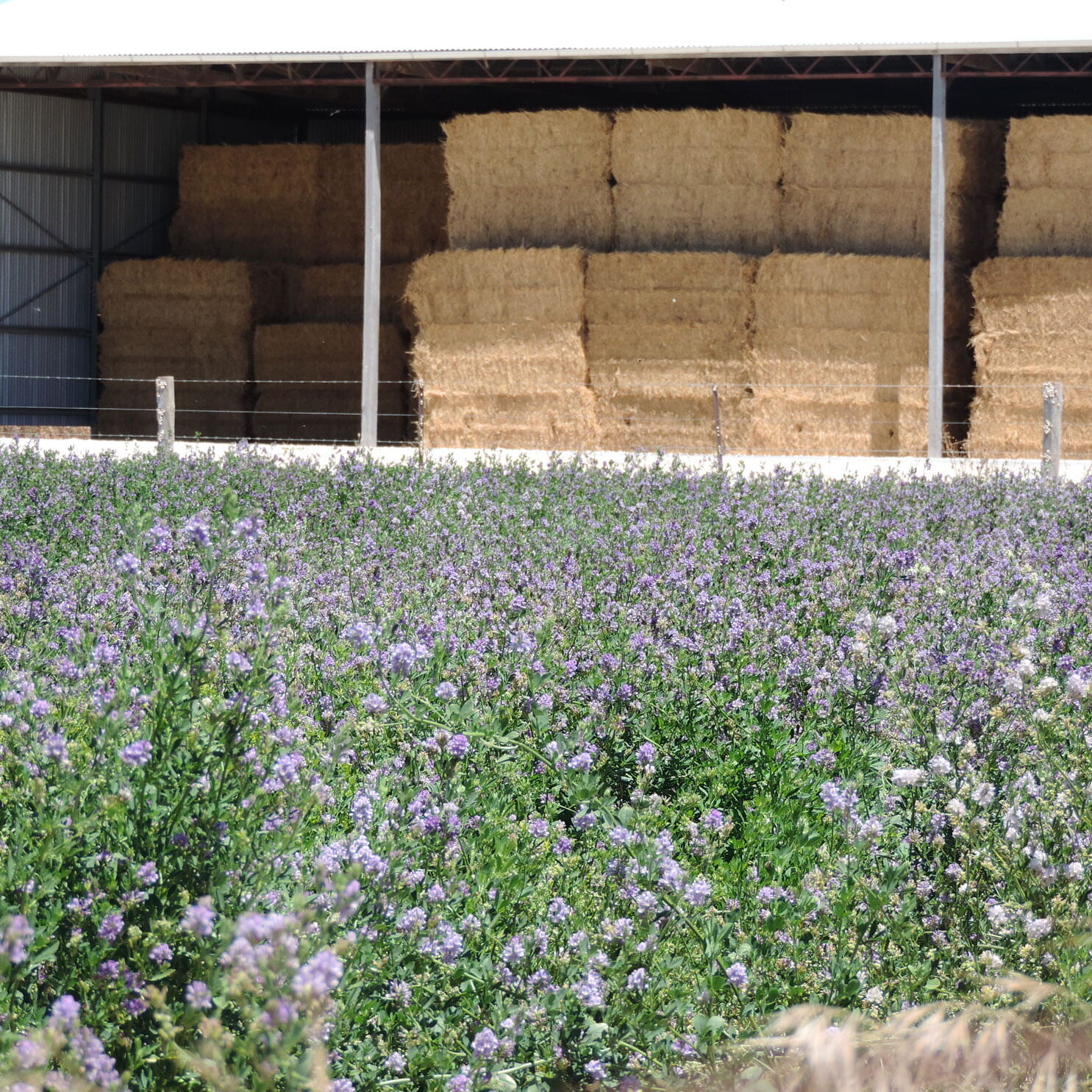 Flowering-lucerne-and-hay Flowering Lucerne & Hay