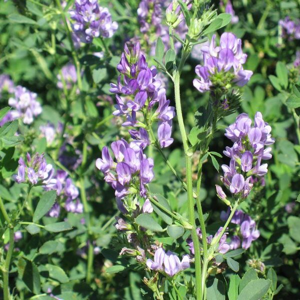 Lucerne-Close-Up-2 Lucerne Flower