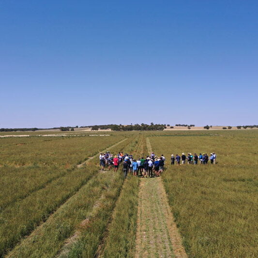 Trial-Field-Day-Drone Lucere Information