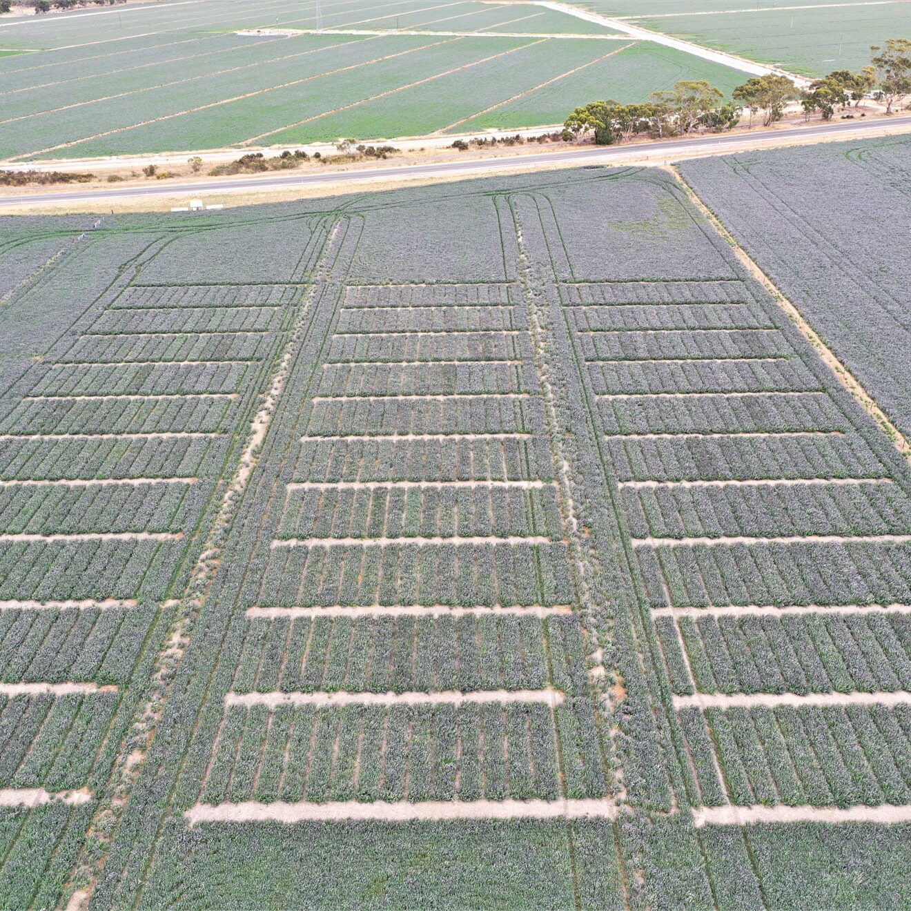 Lucerne Australia Variety Trial Site